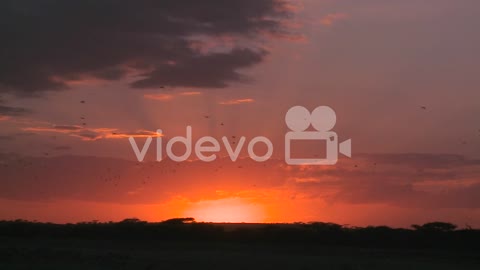 A dusk scene on the plains of Africa