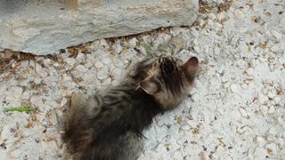 two kittens playing