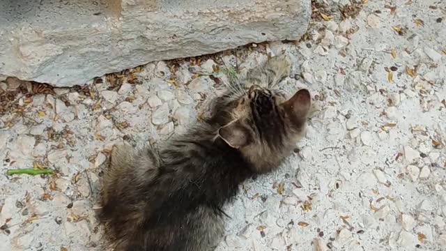 two kittens playing