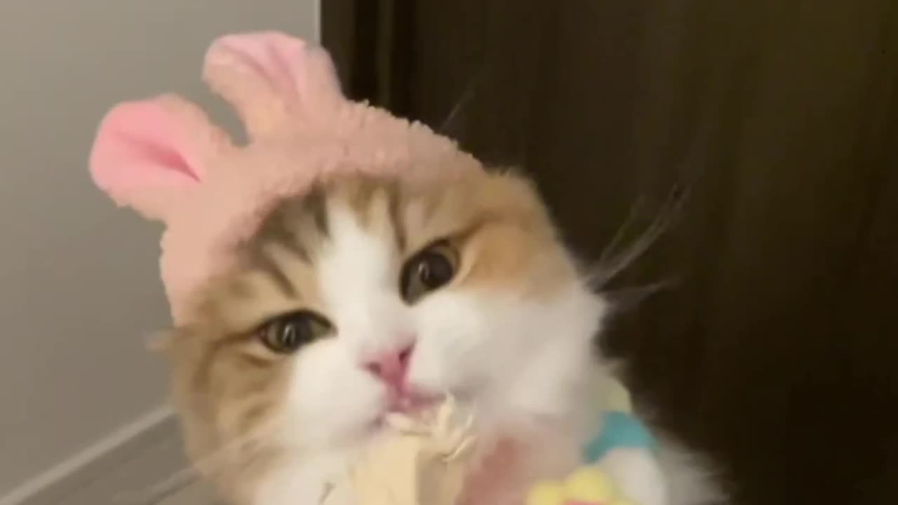 Delectable Delights: Feeding the Beautiful and Adorable Feline"