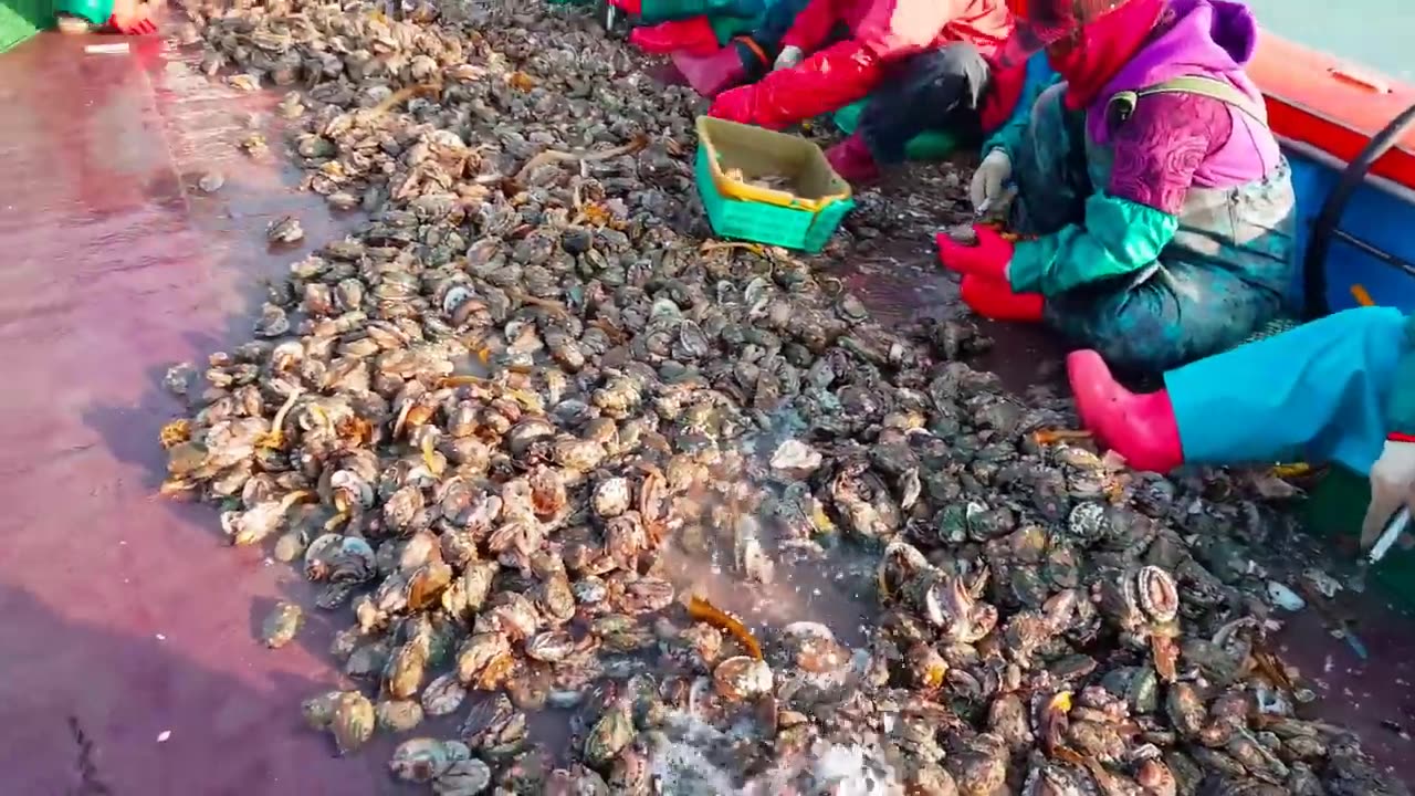 Seagold Farm Technology - Abalone Farming and Harvesting - Abalone Processing in factory