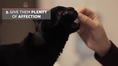 Make cats understand you.