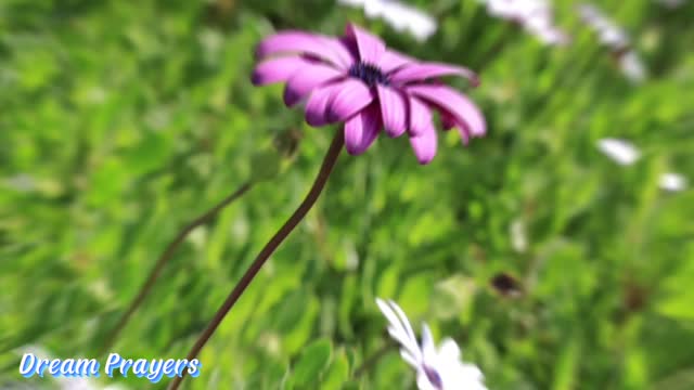 Autoridade Espiritual...