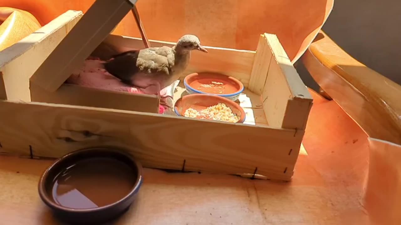 2023-05-26 (4) - L'oizo prend son envol - Twitch Meutemediatique