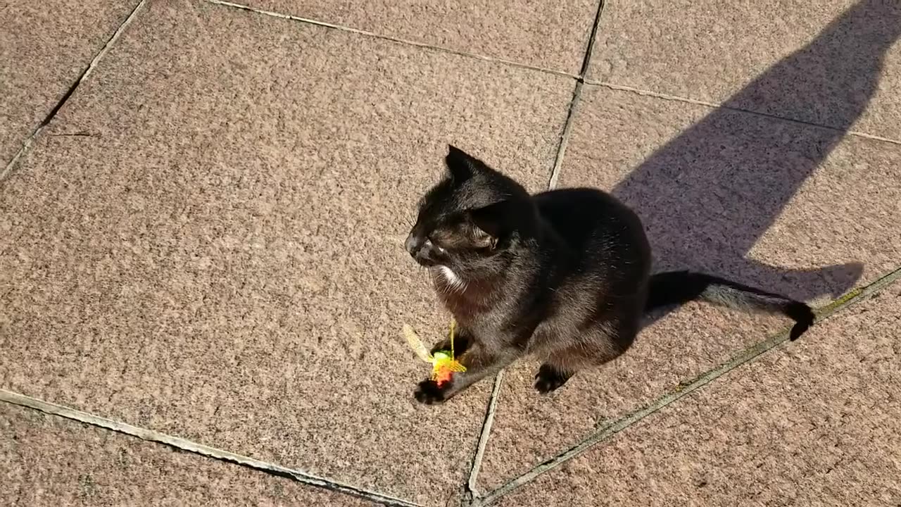 20240416 075828 Tux Playing with Flying Bug Toy