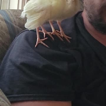 Flock it Farm: We hatched peafowl chicks