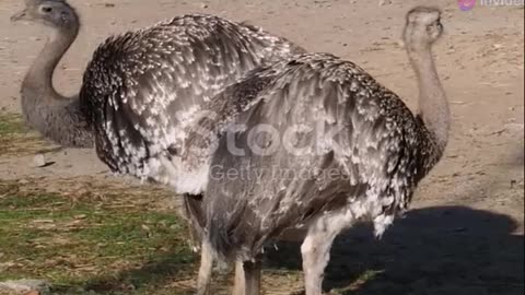 Giant Birds of the Savannah- Ostrich