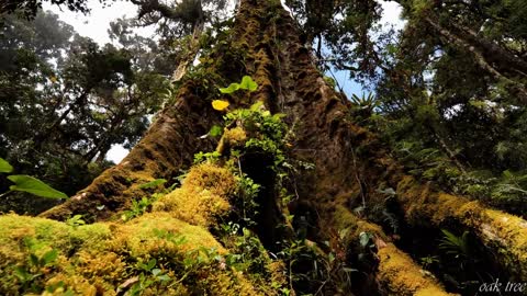 Costa Rica in 8k ULTRA HD _ Rain Forest - Animals - Nature