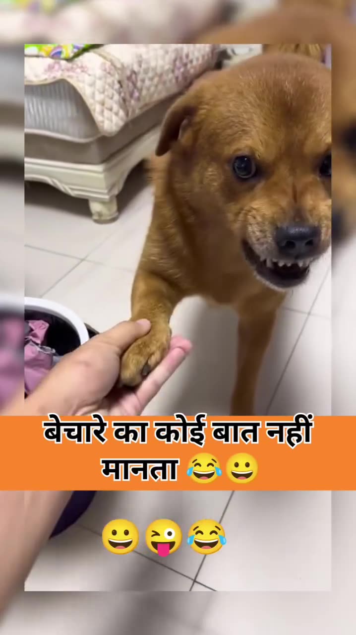Cute dog 🐶🐕 on frank mom😂😂