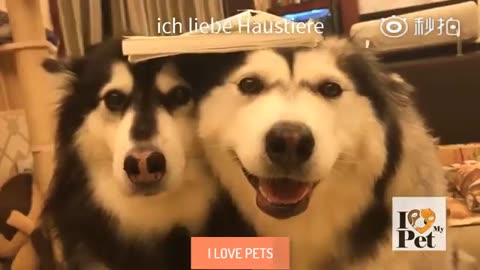 funny VIDEO - Funny Pet, happy moments with dogs and cats