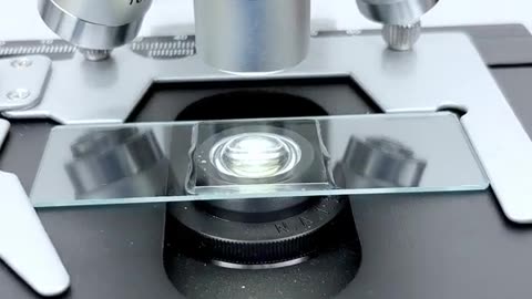 Rainwater under the microscope