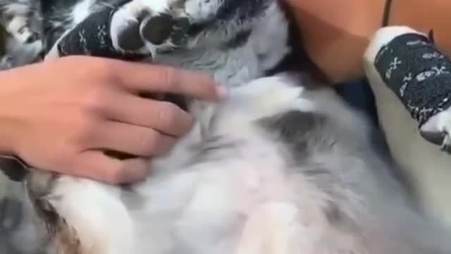 People and animals