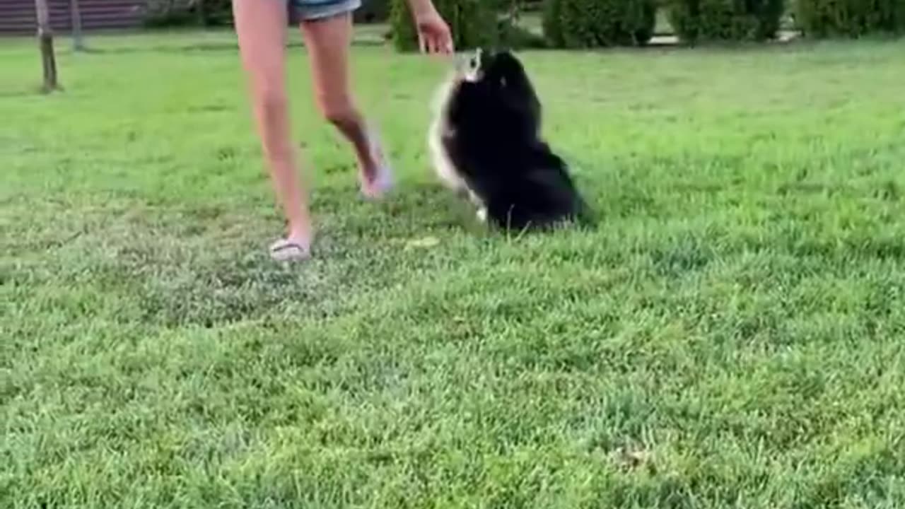 funny video