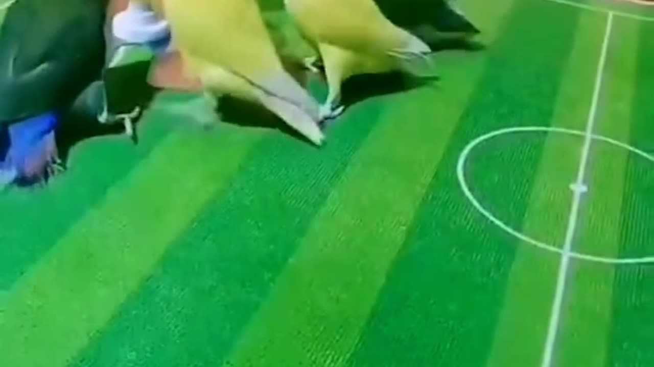 THESE LITTLE PARROTS ARE MORE TECHNICAL THAN THE BASKETBALL PLAYERS ON NBA❤️❤️❤️❤️.