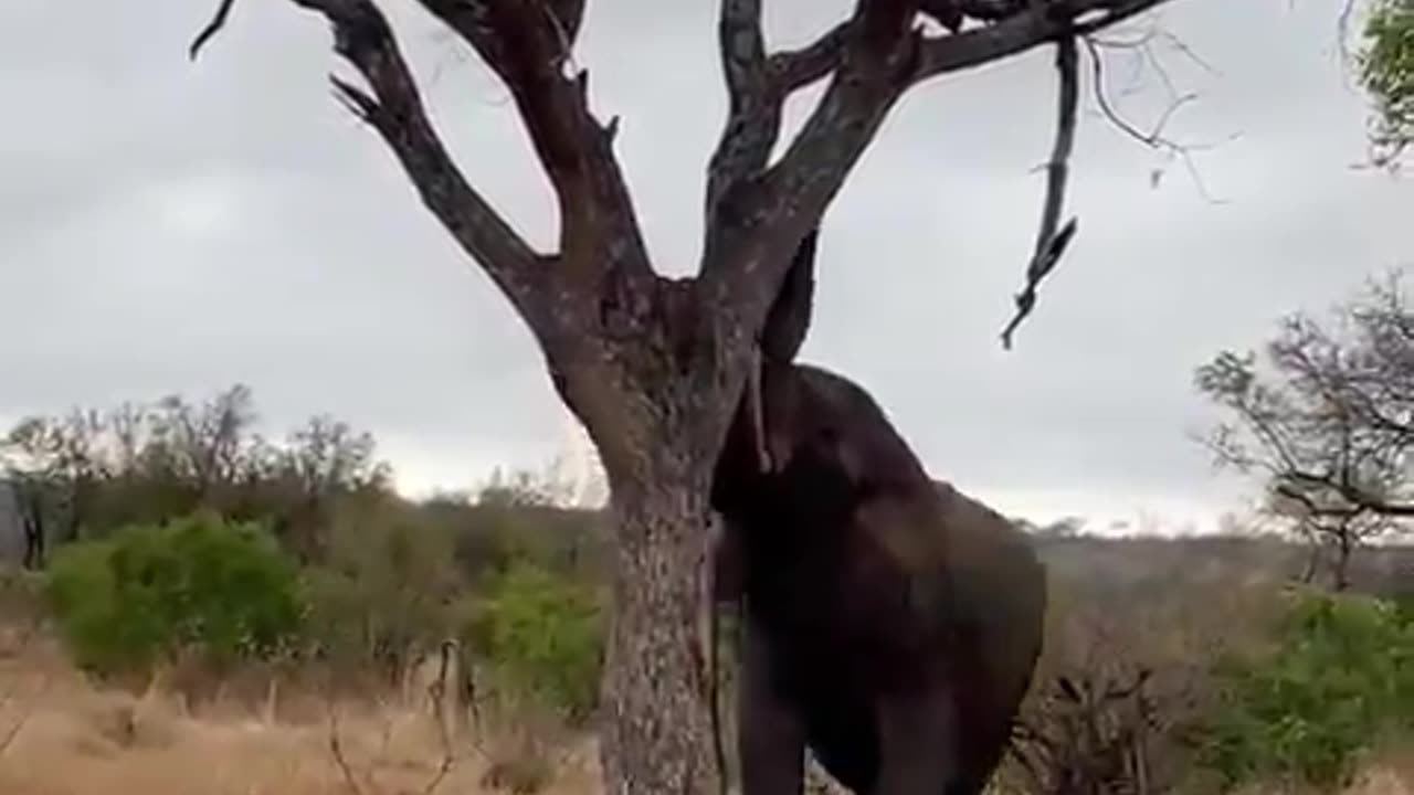 OMG..,The elephant break the tree.🌴