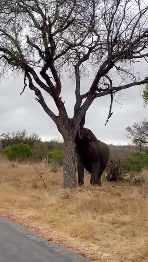 OMG..,The elephant break the tree.🌴