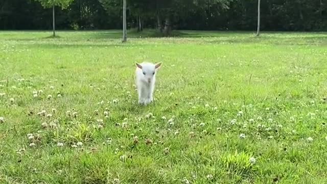 2 pound mini goat baby