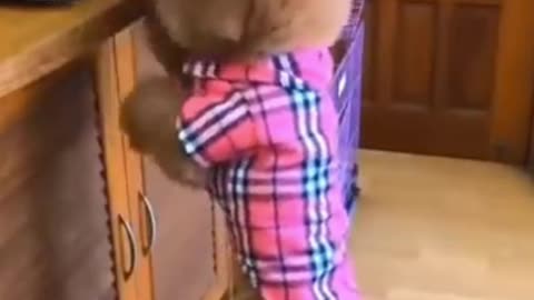 Funny dog video(see how cleaver this dog is to feed his young one) #Part 1