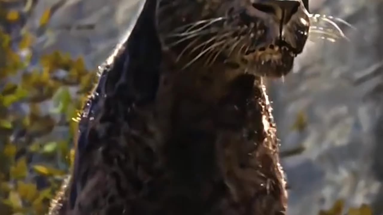 Black Panther | Editing | MUST WATCH !!