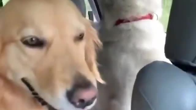 Husky sings along with his dog brothers🐶