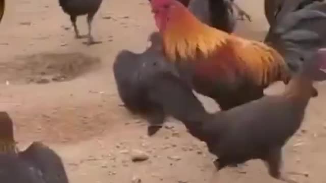 The hens were eagerly waiting for the new cock