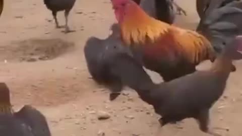 The hens were eagerly waiting for the new cock