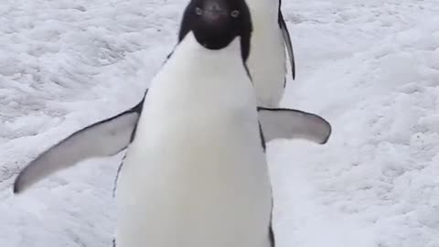 Penguin's neat procession