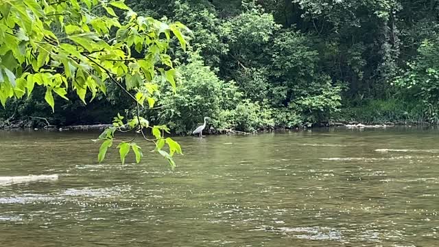 Great Blue Heron 3