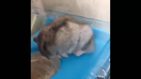 Sleepy hamster