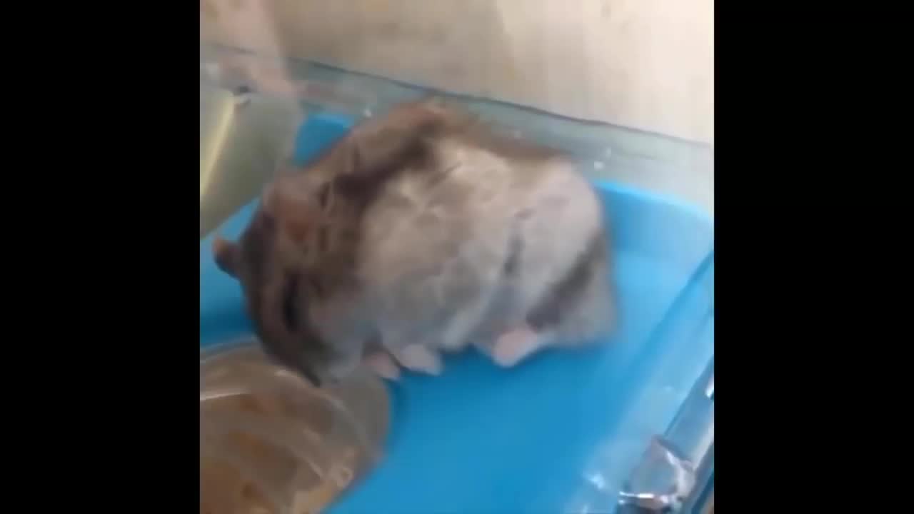 Sleepy hamster