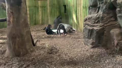 Chimpanzees - They’re just like us