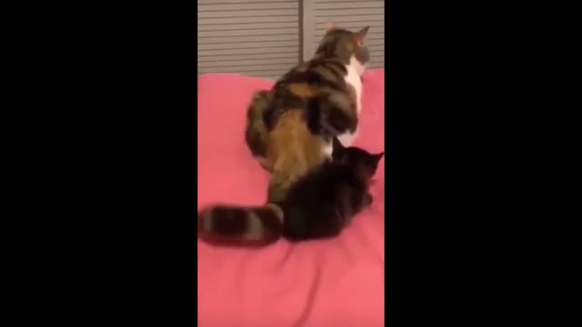 Cat attacks baby big!!!