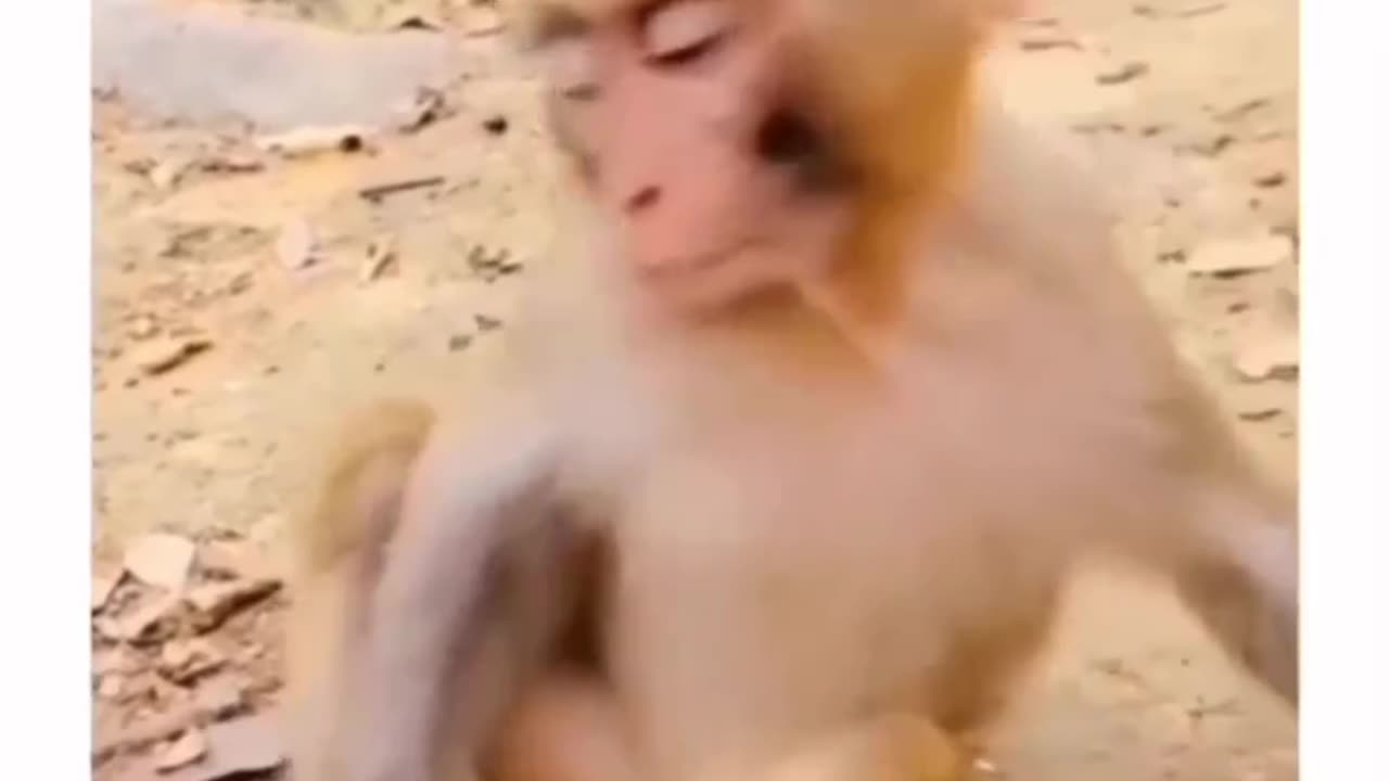 Funny videos