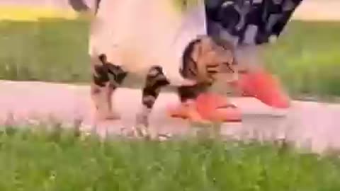 Funny cats