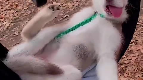 Animal comdey video