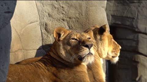 Big cat lion yawns