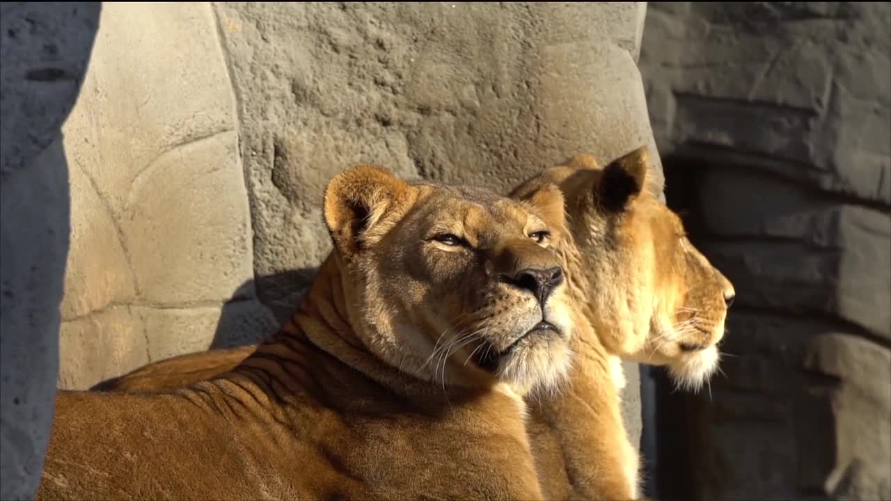 Big cat lion yawns