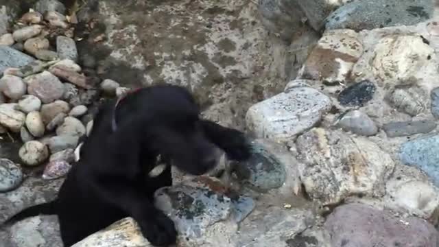 Labs playing in a waterfall