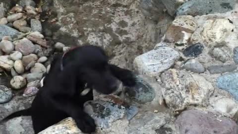 Labs playing in a waterfall