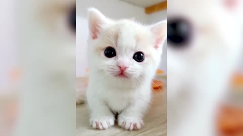 Call the cutest girl in the world to watch. cute pet