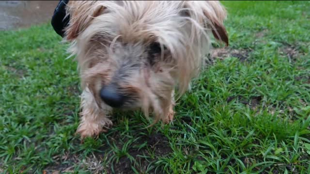 Mitch the Norfolk Terrier explores autumn blind deaf dog