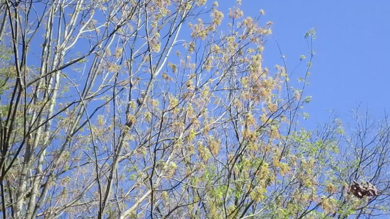on the chemtrail line.....4/22/2022, North Virginia part 2