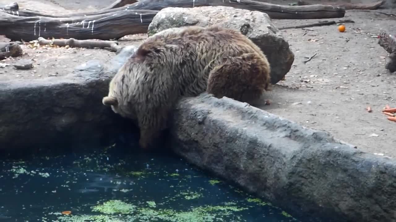 Killer Bear Shows Unbelievable Compassion, Saves Life Of Drowning Bird