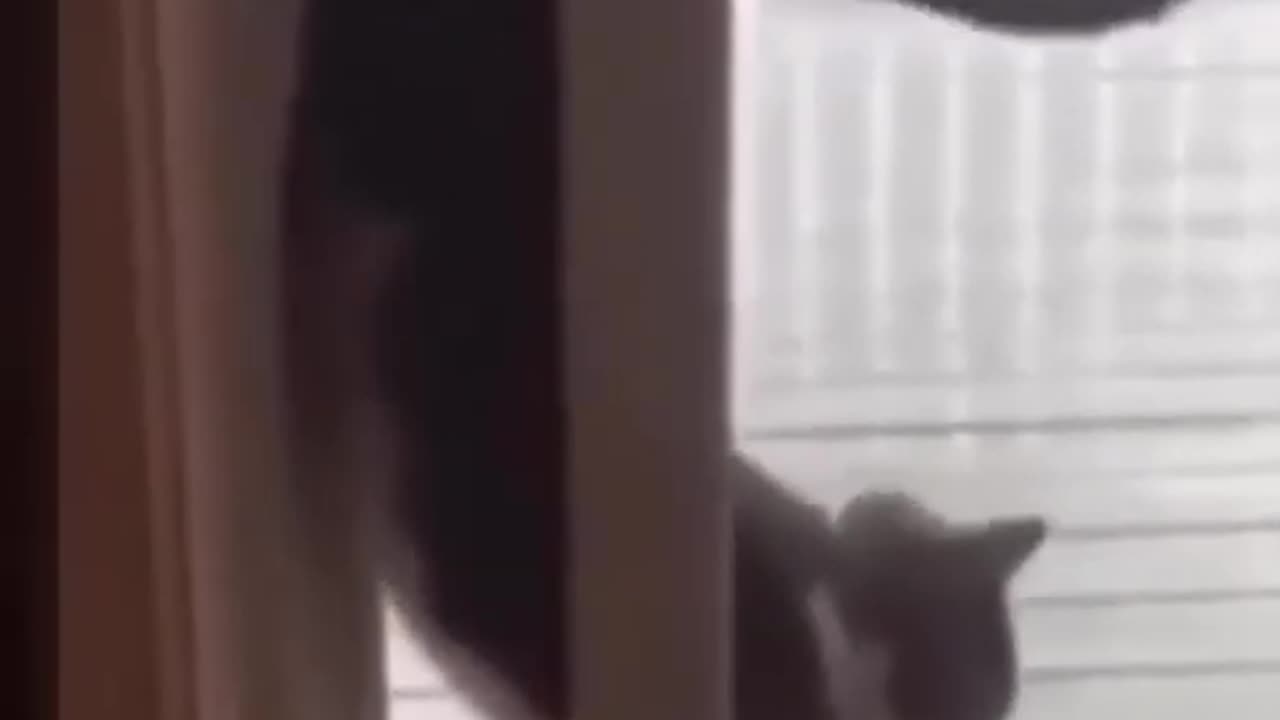 Funny cats pets funny video
