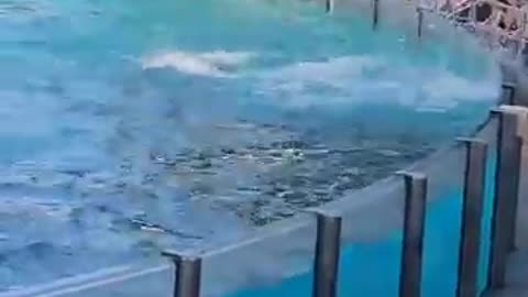 Dolphin #fishingvideo #funny Video