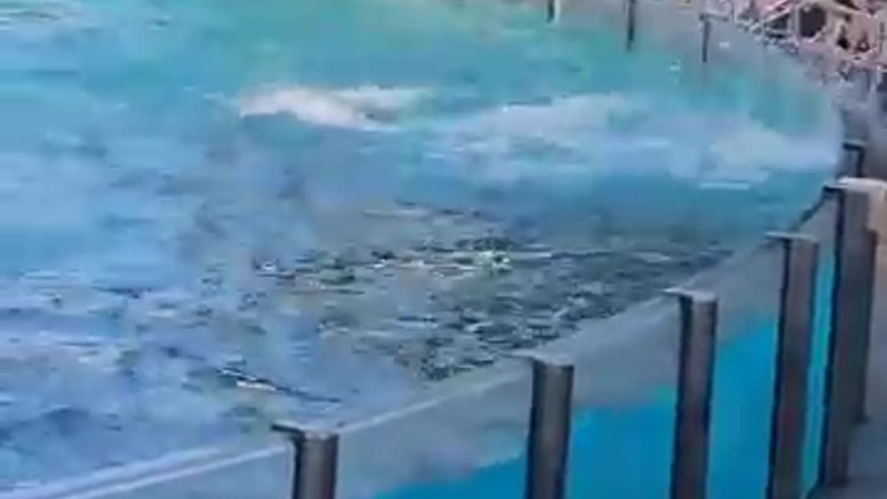 Dolphin #fishingvideo #funny Video