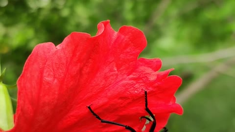 Pollination