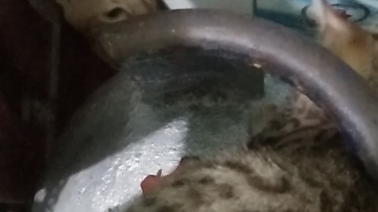 Cat fighting.. Cinnamon vs Oreo