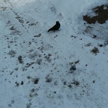 Lone dove in the yard.