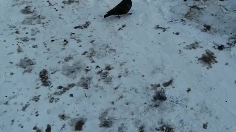 Lone dove in the yard.